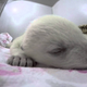 I'll Do Anything for This Baby Polar Bear